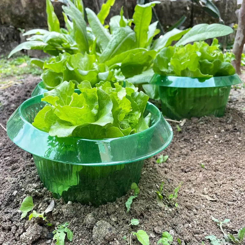 Plants Slug Protection Rings V - Smart Home Green reseña y precio